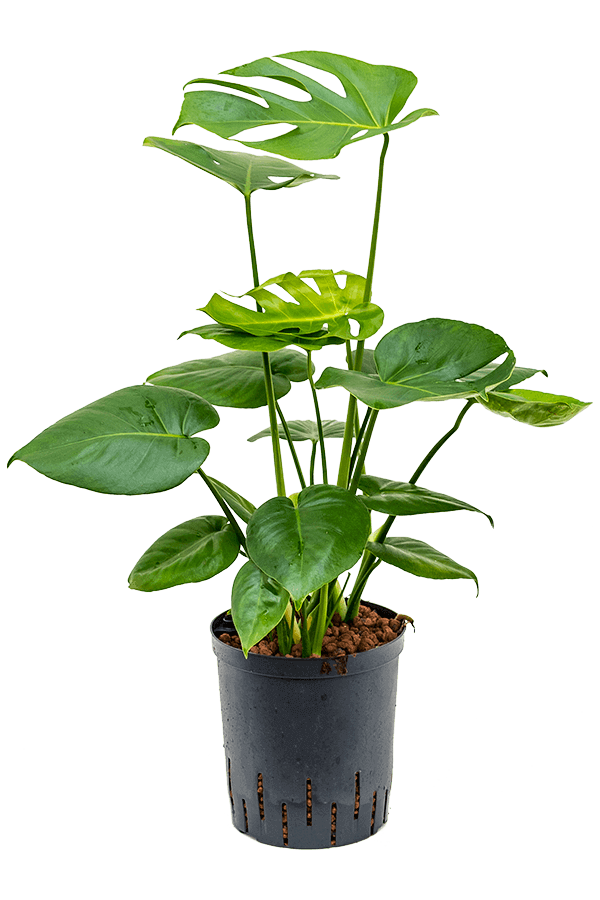 Hydroplant Monstera Deliciosa