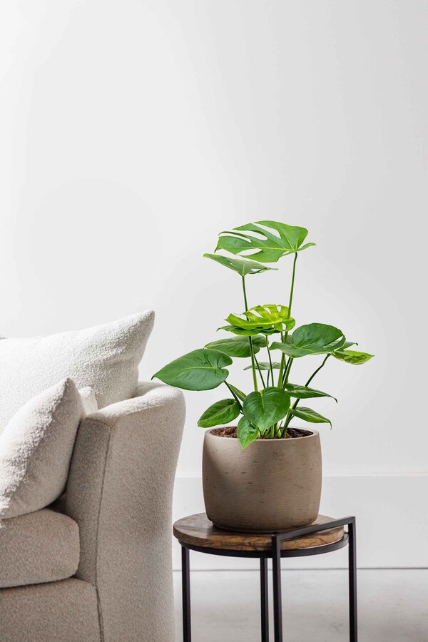 Hydroplant Monstera Deliciosa