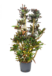 Hydroplant Croton (Codiaeum) Variegatum Mammi