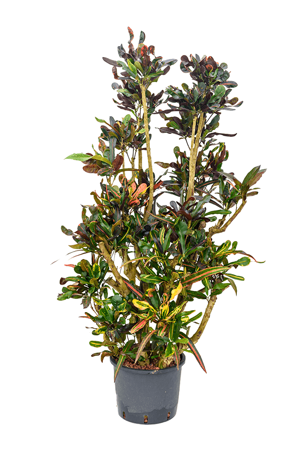 Hydroplant Croton (Codiaeum) Variegatum Mammi