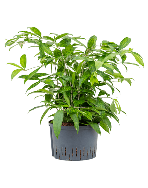 Plante hydroponique Dracaena