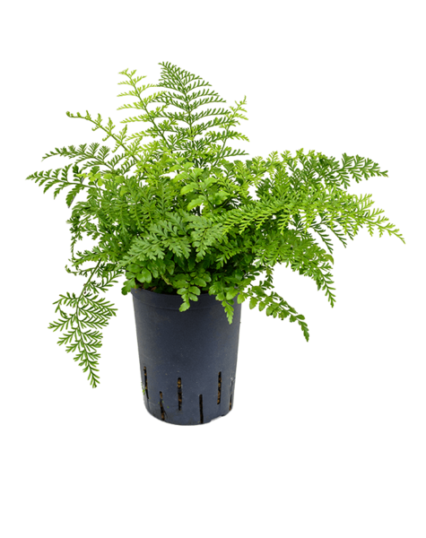 Hydroplante Asplenium