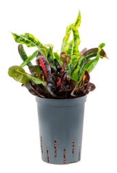 Hydroplante Croton (Codiaeum) Variegatum Mammi