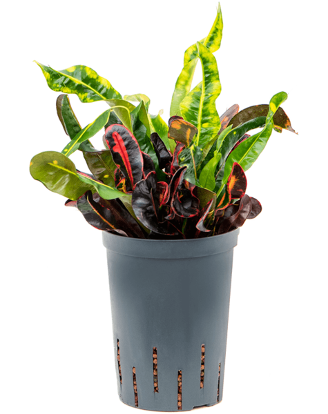 Hydroplante Croton