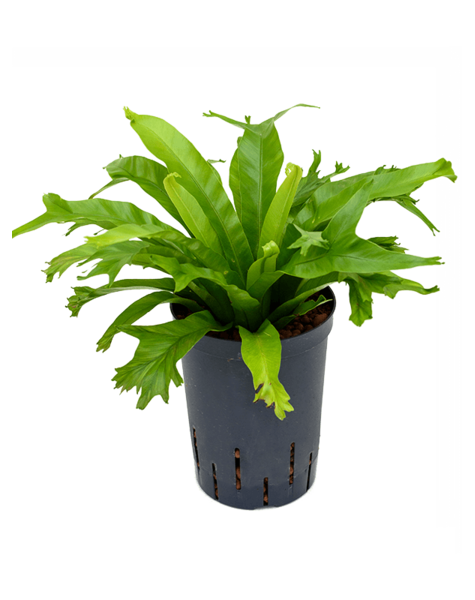 Hydroplant Asplenium