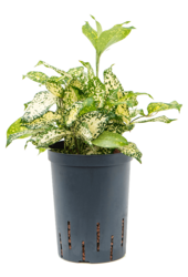 Hydroplante Dracaena Godseffiana