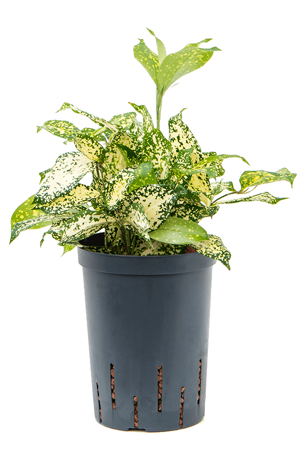 Hydroplante Dracaena Godseffiana