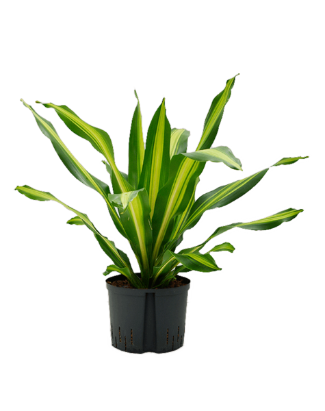Hydroplante Dracaena