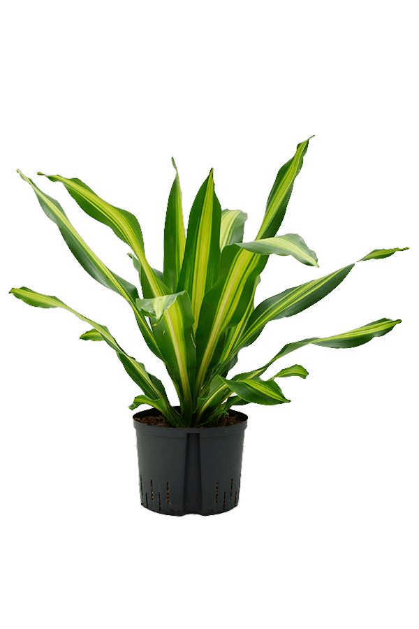 Hydroplante Dracaena Fragrans Burley