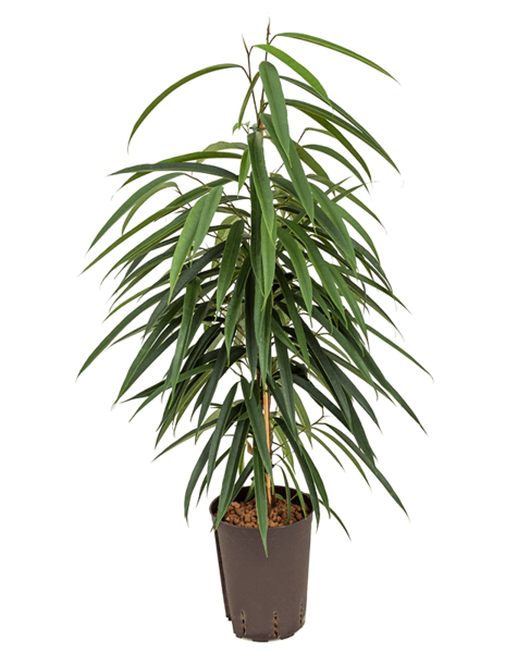 Hydroplant Ficus