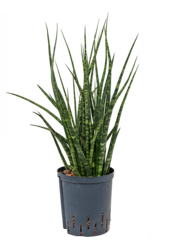 Hydroplant Sansevieria Kirkii Fernwood