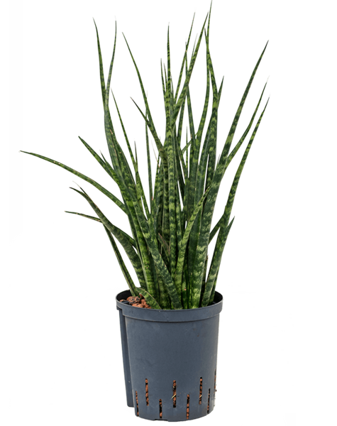 Hydroplant Sansevieria