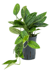 Hydroplant Monstera Karstenianum