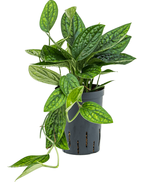 Hydroplante Monstera