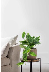 Hydroplant Monstera Karstenianum
