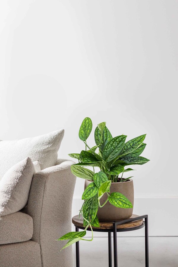 Hydroplant Monstera Karstenianum