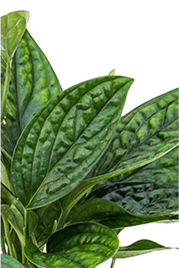 Hydroplant Monstera Karstenianum