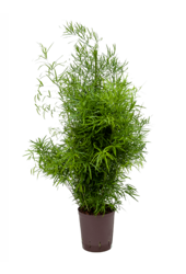 Hydroplante Asperge Falcatus