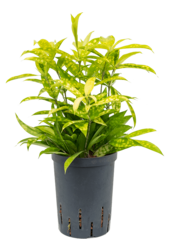 Plante hydroponique Dracaena Surculosa Mike