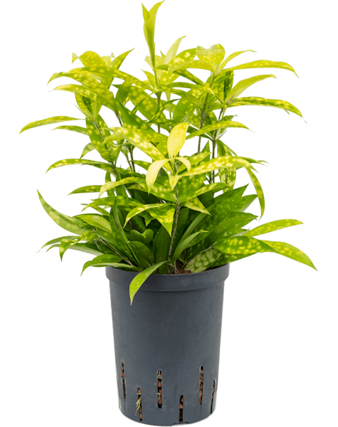 Plante hydroponique Dracaena