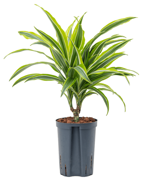 Hydroplant Dracaena