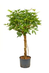 Hydroplant Schefflera Arboricola Compacta