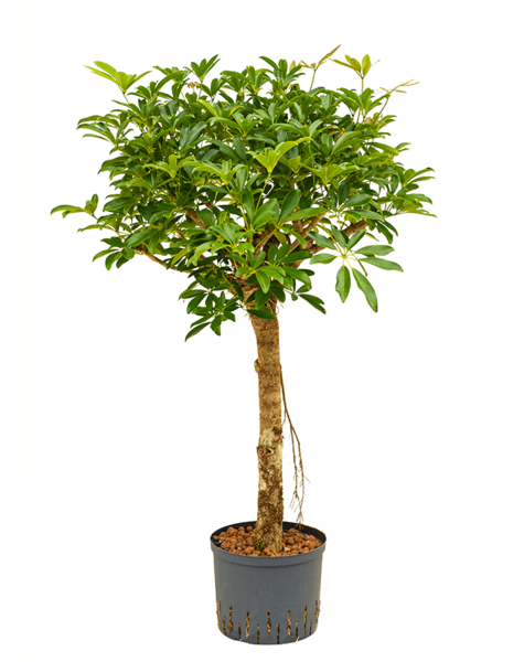 Hydroplant Schefflera