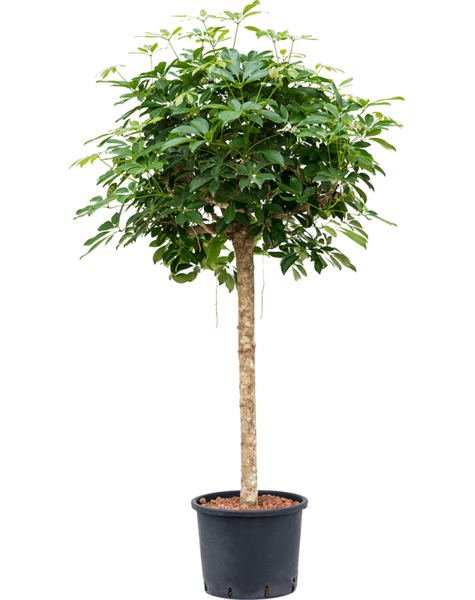 Plante hydroponique Schefflera