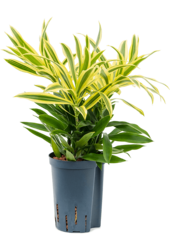 Hydroplant Pleomele (Dracaena) Reflexa Song Of Sri Lanka