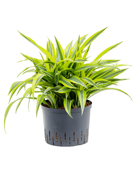 Plante hydroponique Dracaena
