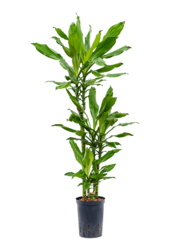 Hydroplante Dracaena Fragrans Burundii