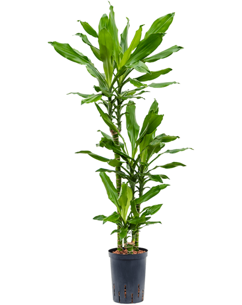 Hydroplante Dracaena