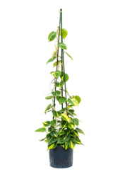 Plante hydroponique Philodendron Scandens Brasil