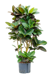 Hydroplante Croton (Codiaeum) Variegatum Petra