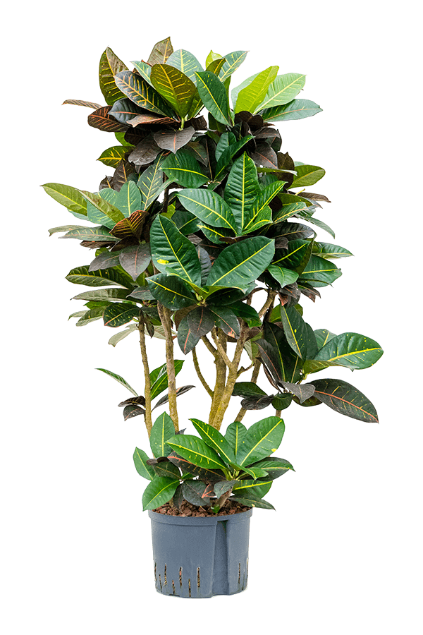 Hydroplante Croton (Codiaeum) Variegatum Petra