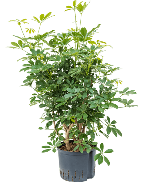 Hydroplant Schefflera