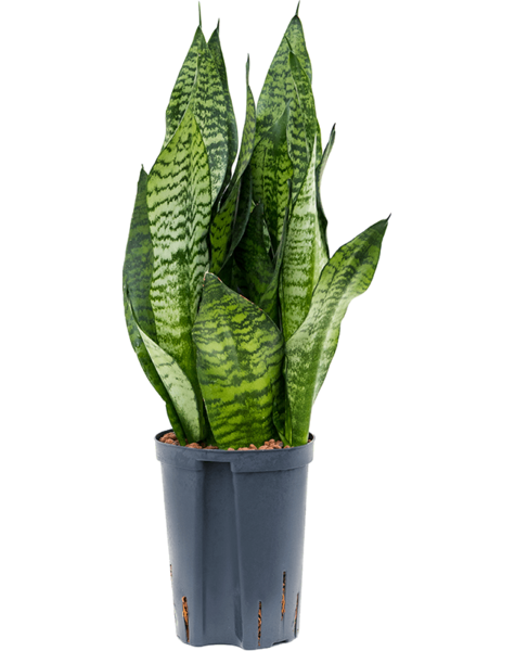Hydroplante Sansevieria