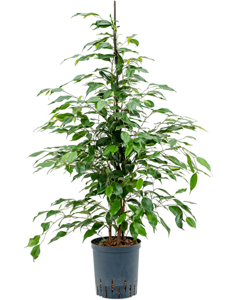 Hydroplante Ficus