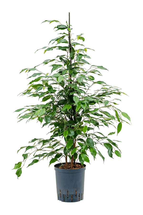 Hydroplante Ficus Benjamina Danita