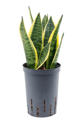 Hydroplant Sansevieria Trifasciata Futura Superba
