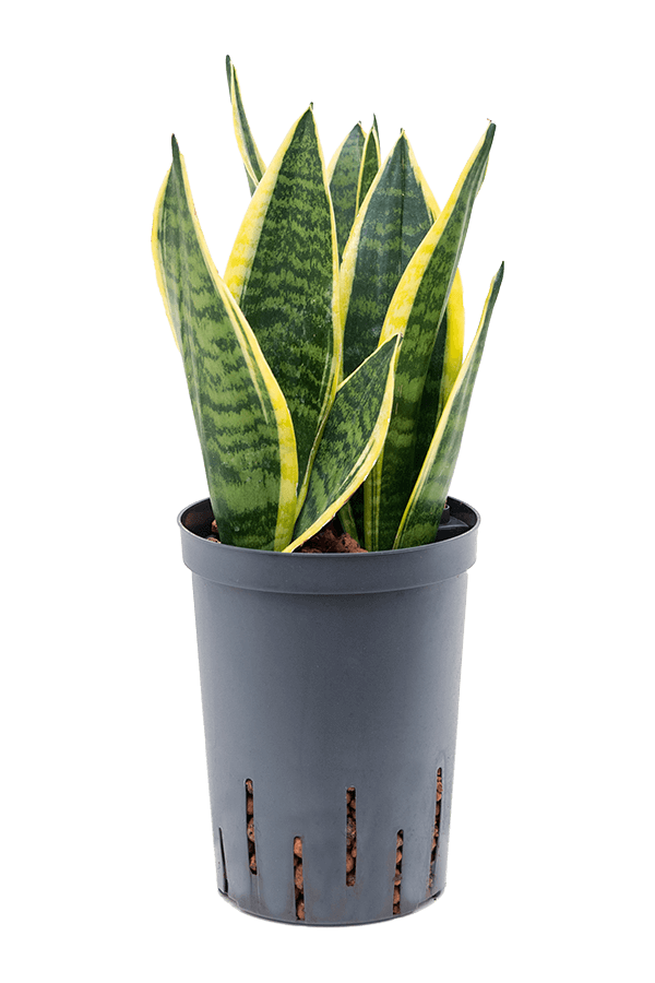 Hydroplant Sansevieria Trifasciata Futura Superba