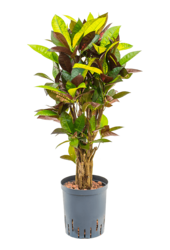 Hydroplant Croton (Codiaeum) Variegatum Mrs. Iceton