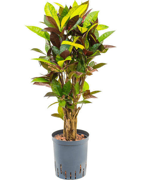 Hydroplant Croton