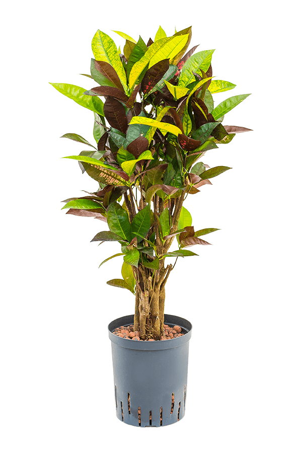 Hydroplante Croton (Codiaeum) Variegatum Mrs. Iceton