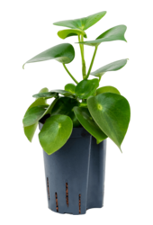 Hydroplante Peperomia Polybotrya Raindrop