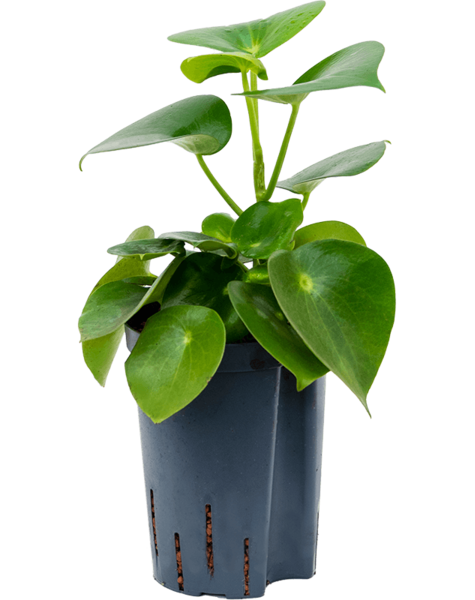 Hydroplante Peperomia