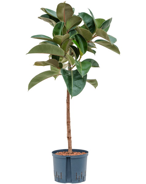 Plante hydroponique Ficus Elastica