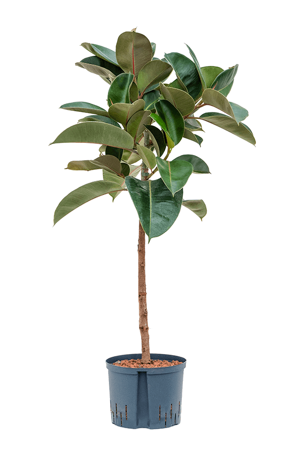 Plante hydroponique Ficus Elastica Robusta