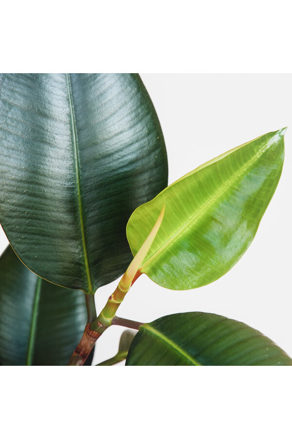 Plante hydroponique Ficus Elastica Robusta