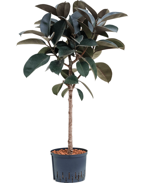 Hydroplante Ficus
